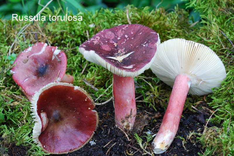Russula torulosa-amf1676.jpg - Russula torulosa ; Syn1: Russula queletii var. torulosa ; Syn2: Russula arenaria ; Nom français: Russule des pinèdes
